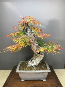 This Chinese Elm is a legacy tree once owned by Mark Lesley.