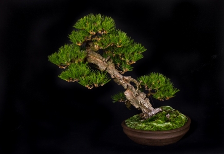 Cork Bark Pine