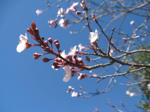 Prunus buds and flowers
