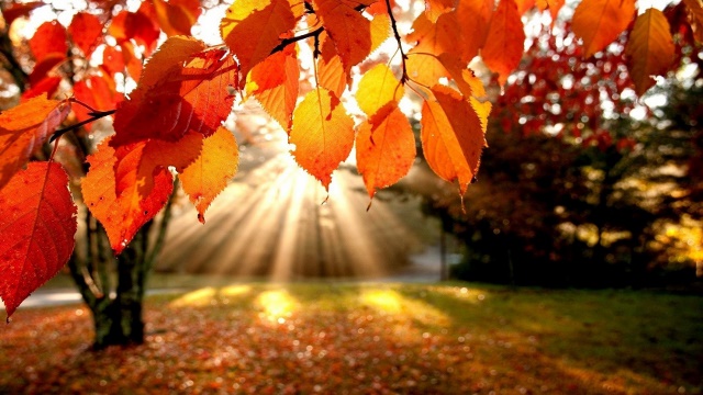 october-sunlit-autumn-leaves