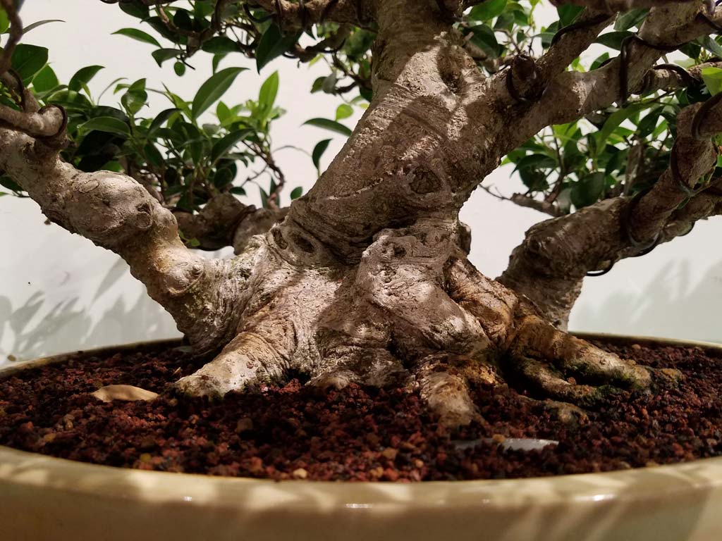 Ficus2